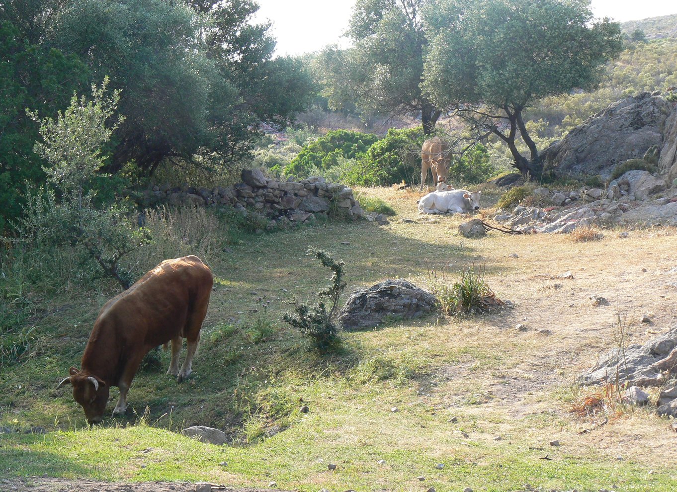 Calvi: Asco Valley 4x4 dagstur med guide