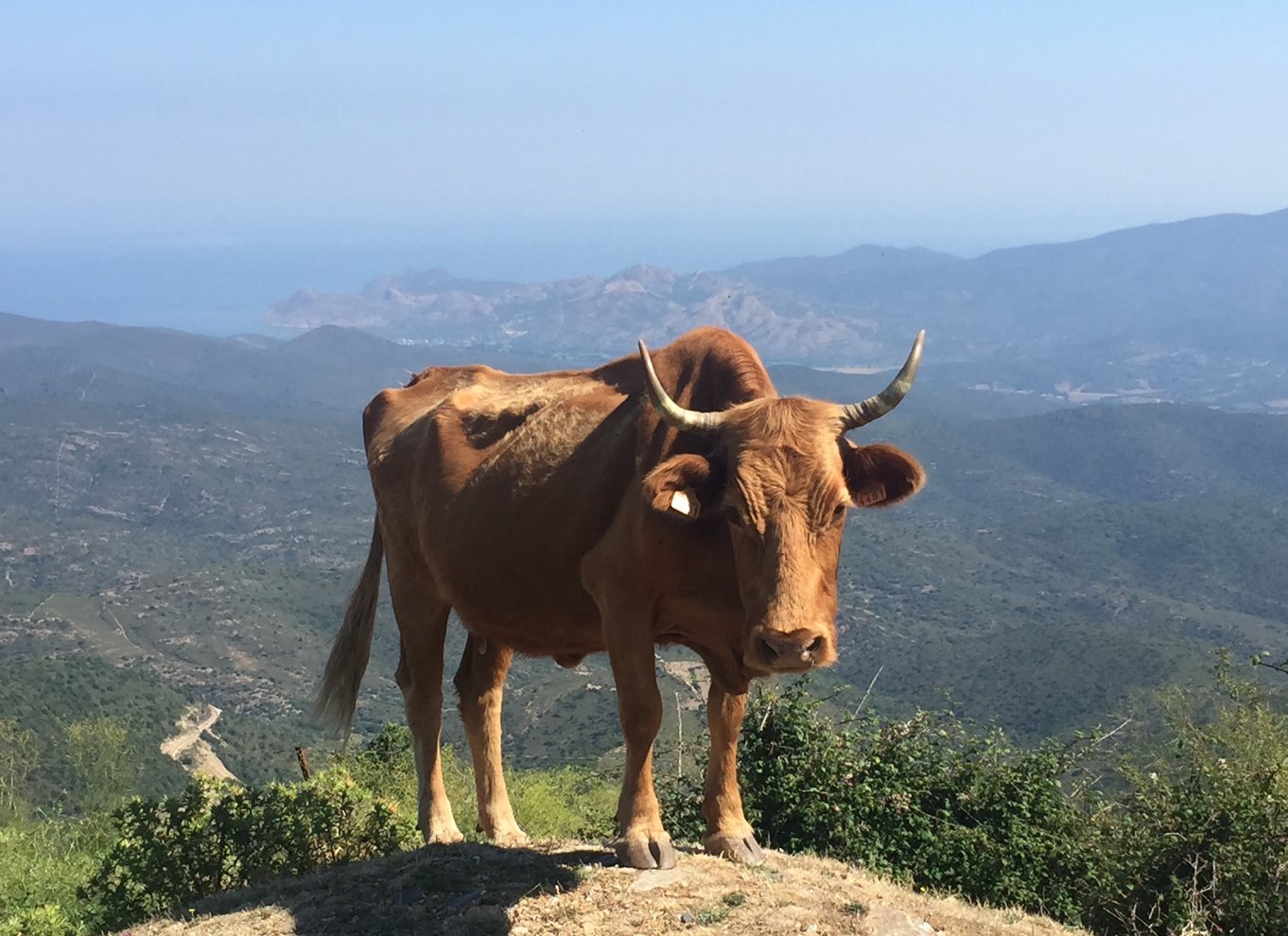 Fra Calvi: 4x4-dagstur til bjergene og Agriates' Saleccia-strand
