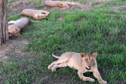 Dagsafari från Zanzibar till Mikumi med färja och SGRDagsutflykt Safari från zanzibar till mikumi med färja och SGR