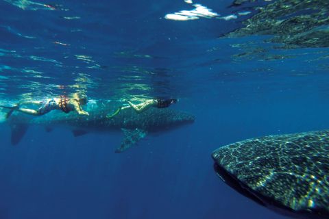Riviera Maya: całodniowe spotkanie z rekinami wielorybimi