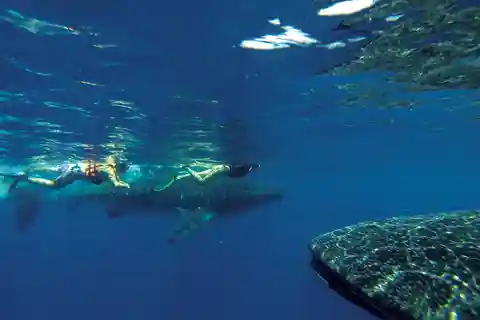Riviera Maya : Tour du requin-baleine avec déjeuner et boissons