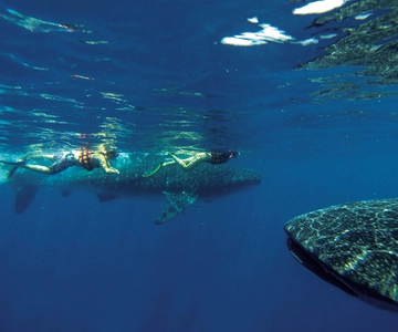 Riviera Maya: Whale Shark Tour with Lunch and Drinks