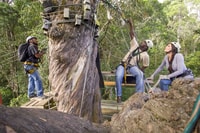 Storms River, Tsitsikamma National Park Zipline Canopy Tour - Housity