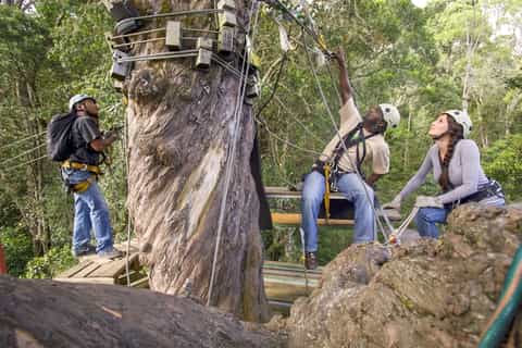 garden route national park tsitsikamma zipline canopy tour