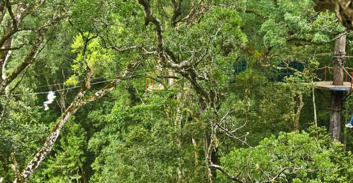 Garden Route National Park: Tsitsikamma Zipline Canopy Tour