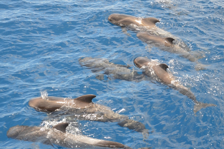 Ténérife : observation des baleines et des dauphins