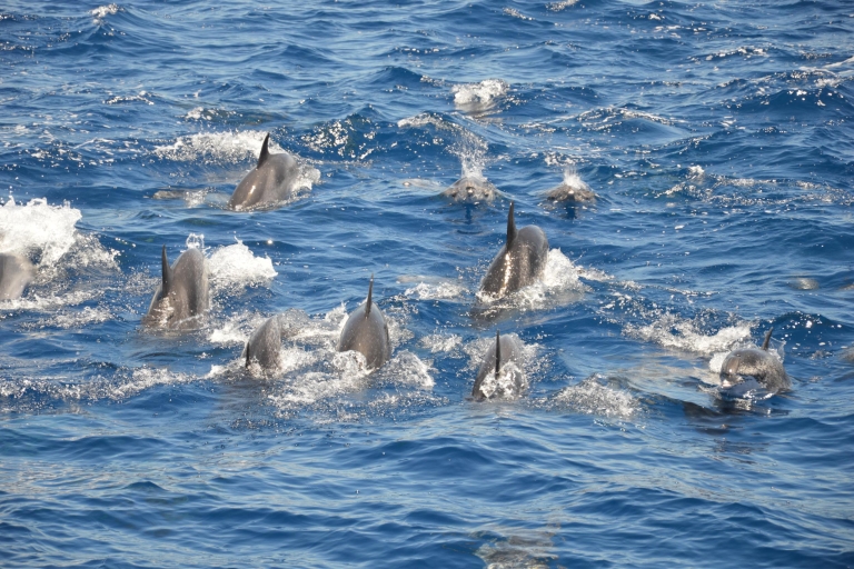 Teneriffa: Wal- und Delfinbeobachtungs-Tour
