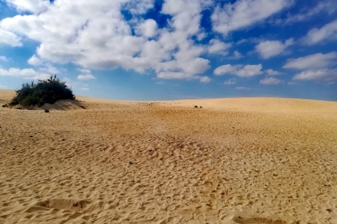 Fuerteventura: Corralejo-Sanddünen für KreuzfahrtpassagiereStandard-Option