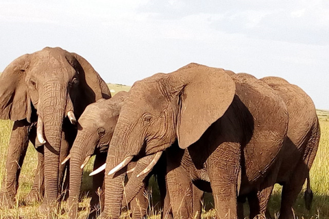 Excursão de um dia ao Parque Nacional do Lago Nakuru saindo de Nairóbi