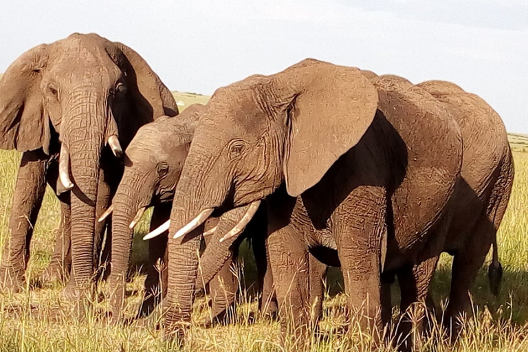 Excursão de um dia ao Parque Nacional do Lago Nakuru saindo de Nairóbi