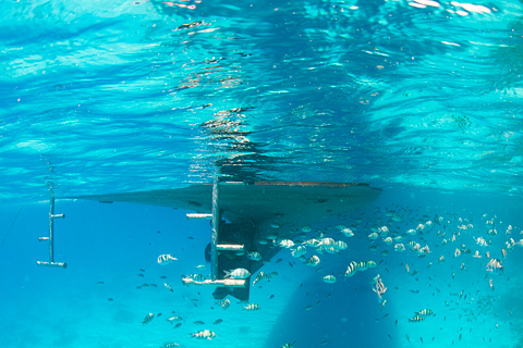 Hurghada: Dolphin Watching & Snorkeling w/ Private Transfer Tour with Private Transfer