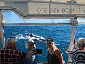 Hervey Bay : L'expérience ultime d'observation des baleines