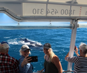Hervey Bay: A melhor experiência de observação de baleias