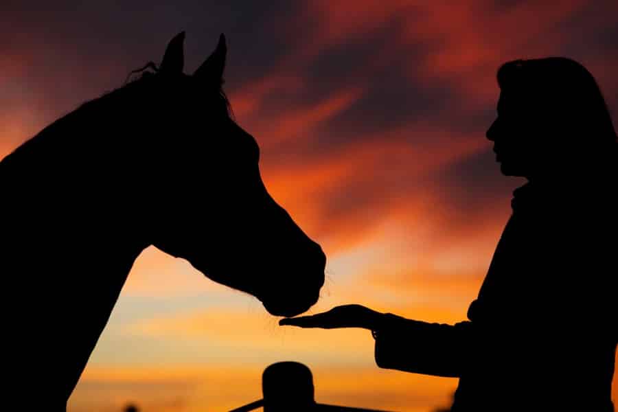 Hurghada: Meer- und Wüstenpferd Tour, Sternenbeobachtung, Dinner & Show. Foto: GetYourGuide
