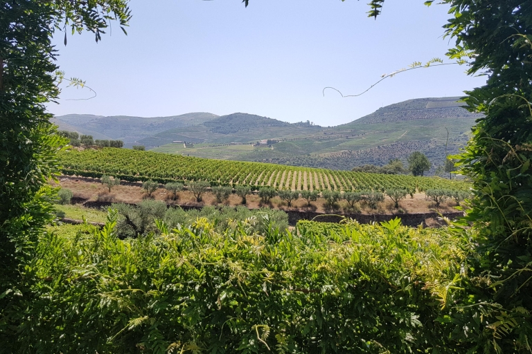 From Porto: Douro Valley 3 Vineyards Tour with Lunch