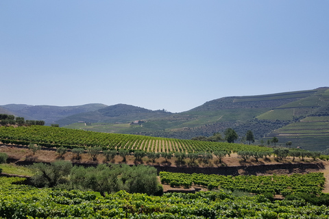 Douro Valley: 3 Vineyards Tour with Lunch