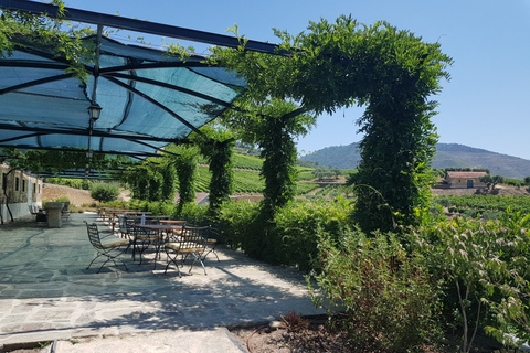 Valle del Duero: tour de 3 viñedos con almuerzo