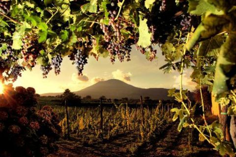 Fra Pompeii: Vesuv vinsmaking og lunsj
