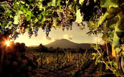 Ab Pompeji: Weinverkostung am Vesuv und Mittagessen