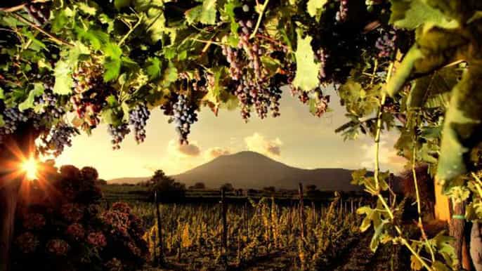 degustação de vinhos do monte vesúvio e almoço de pompéia