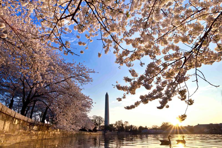 Washington: KersenbloesemtochtWashington, DC Cherry Blossom-tour