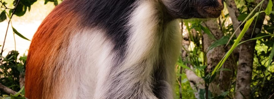 ZANZIBAR ; FORÊT DE JOZANI