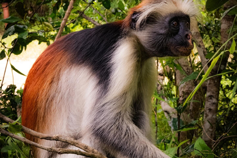 ZANZIBAR; JOZANI FOREST