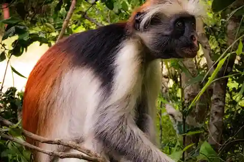 ZANZIBAR; FORESTA DI JOZANI