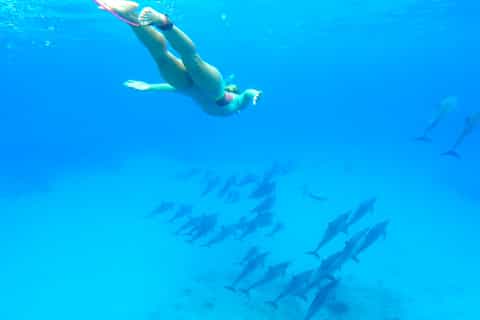 Hurghada: Dolphin-Watching Cruise with Snorkeling and Lunch