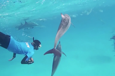 Makadi Baai: Dolfijnen kijken boottocht met privétransfersBoottocht, snorkelen en lunch met privétransfer