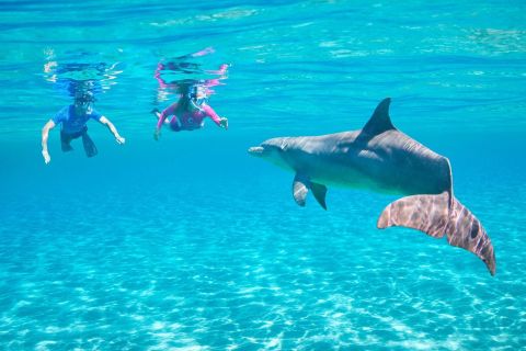 Hurghada: delfiinien katseluristeily snorklauksella ja lounaalla