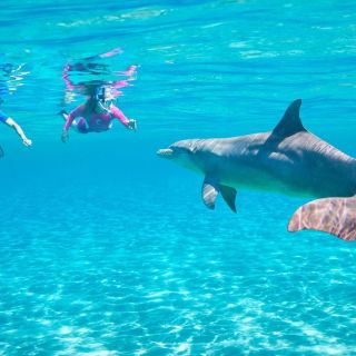 Hurghada: Dolphin-Watching Cruise with Snorkeling and Lunch