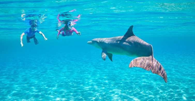 Hurghada Dolphin Watching Cruise with Snorkeling and Lunch GetYourGuide