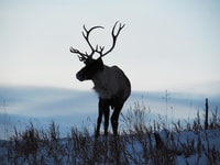 Jour de l'Arctique, faune et sources chaudes |Demi-journée - Housity
