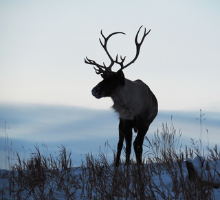 Yukon Tours