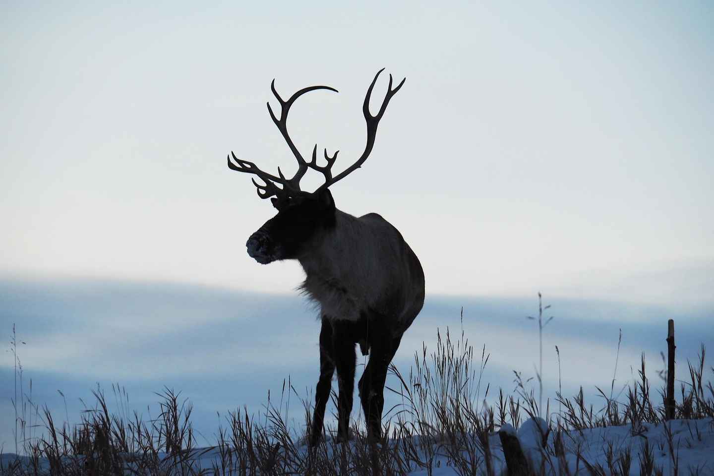 get a close glimpse of the wildlife at yukon wildlife preserve