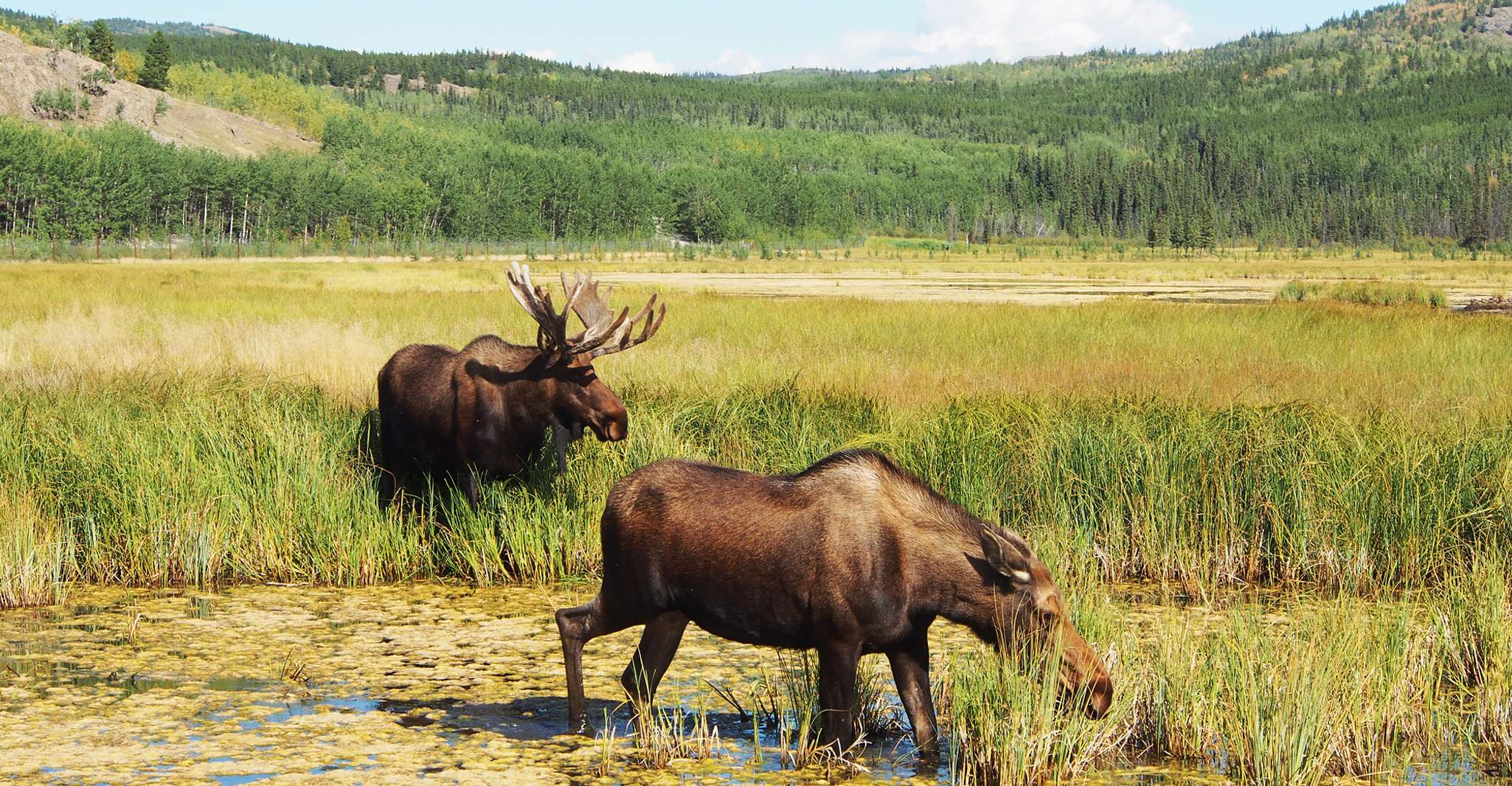 Arctic Day, Wildlife & Hot Springs | Half Day - Housity