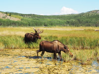 Jour de l'Arctique, faune et sources chaudes |Demi-journée - Housity