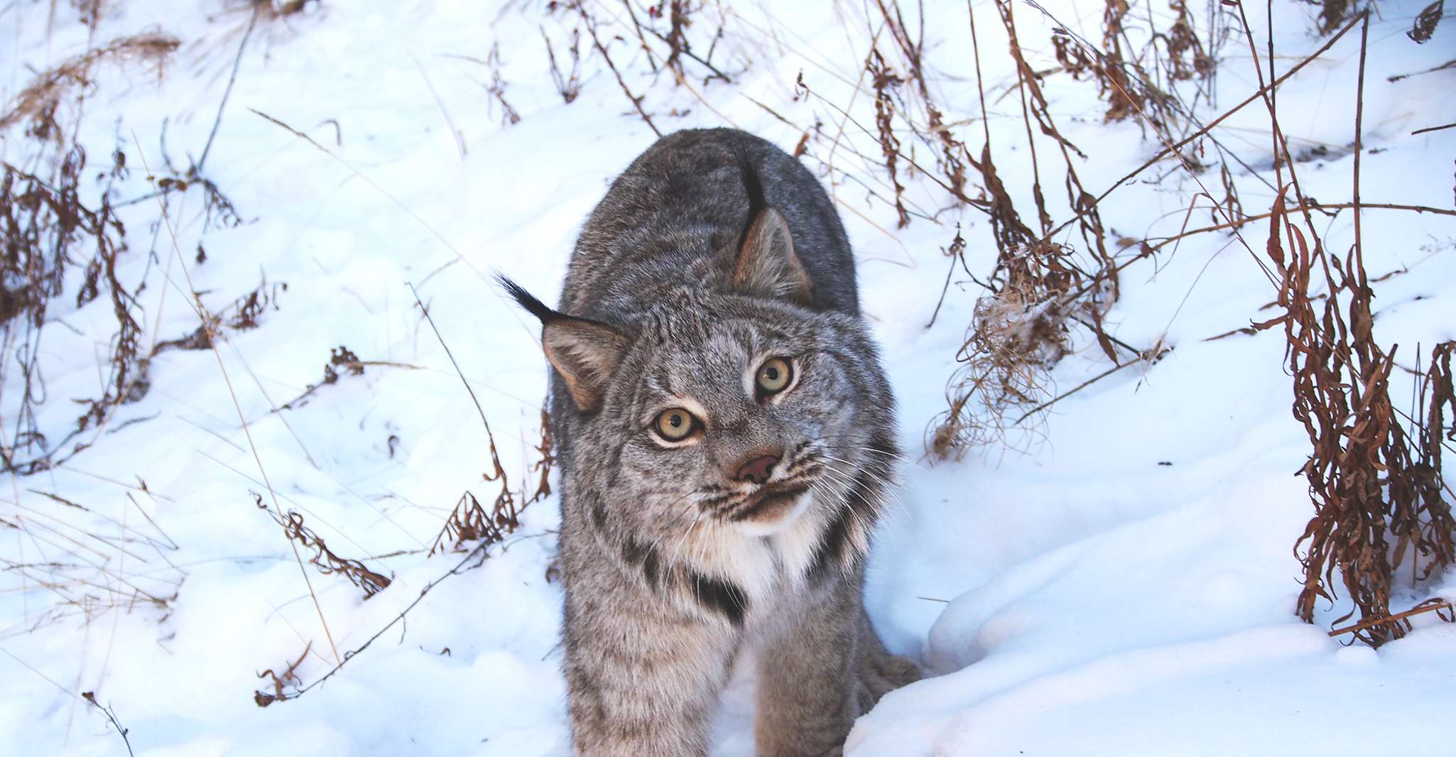 Arctic Day, Wildlife & Hot Springs | Half Day - Housity