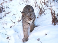 Jour de l'Arctique, faune et sources chaudes |Demi-journée - Housity