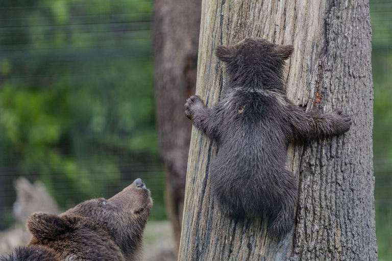 From Brașov: Bear Sanctuary, Dracula's Castle & Peleș Castle