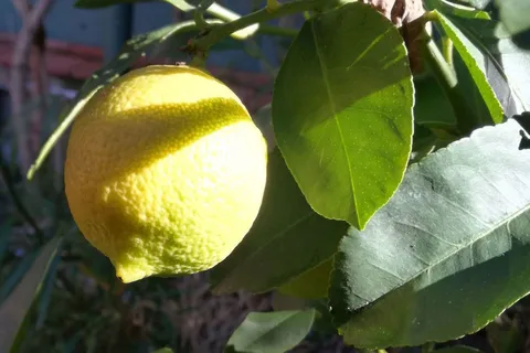 Palermo: Cooking and Limoncello Class