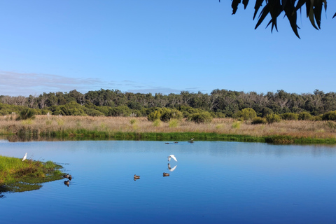 From Perth: Koala, Pinnacles Stargazing Day Tour