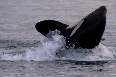 Victoria, BC: 3-Hour Ultimate Whale & Marine Wildlife Tour
