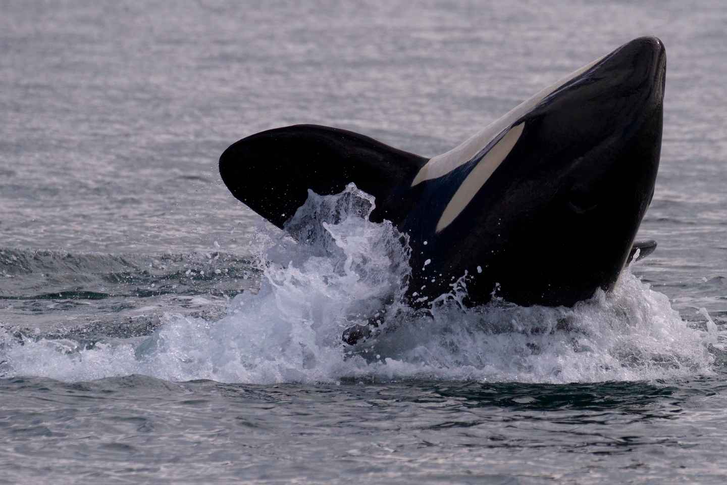 day trips from victoria bc | salish sea, victoria, british columbia