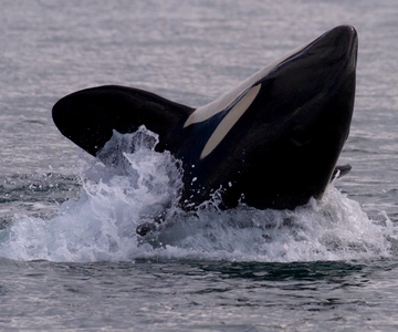 Виктория, Британская Колумбия: 3-часовой тур Ultimate Whale & Marine Wildlife Tour
