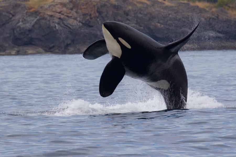 Victoria, BC: 3-stündige ultimative Tour zu Walen und Meerestieren. Foto: GetYourGuide