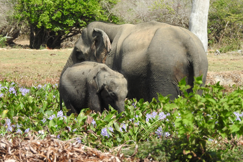 From Galle, Waligama, Mirissa & Yala safari and drop to Ella Yala full day safari (elephants and Leopards)