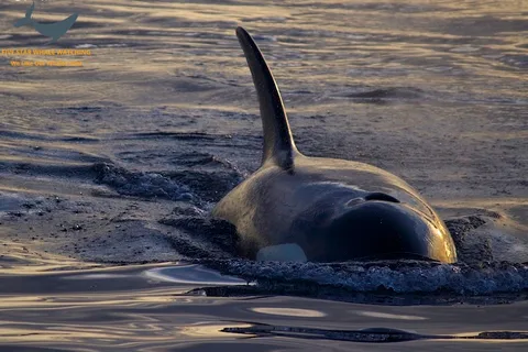 Victoria, BC: Sunset Whale Watching Tour