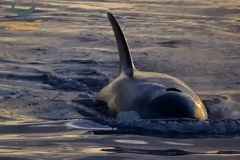 Victoria, BC: Tour di avvistamento delle balene al tramonto
